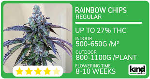 The Chiquita Banana Strain A Fruity Delight for Cannabis Enthusiasts